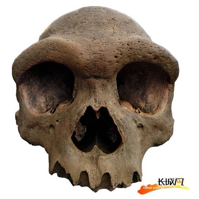 我国首次发现海德堡人类型化石
