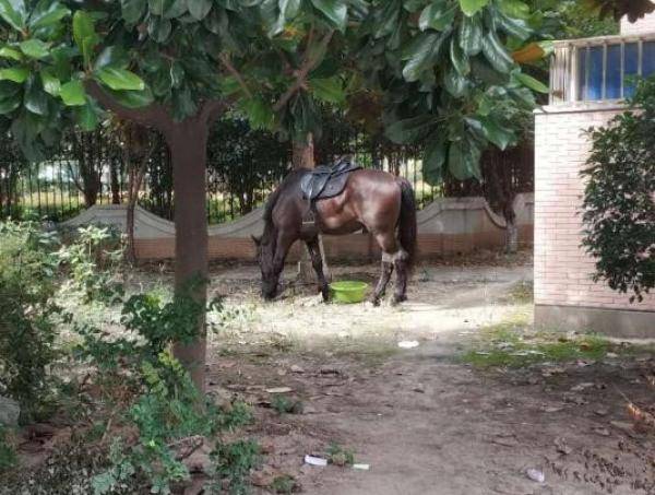 女子胡某某在小区内饲养的马匹。本文图片均为 上海市城管执法局 供图