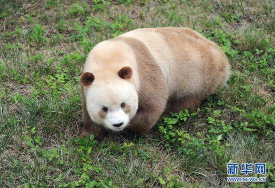 9月7日，大熊猫七仔在陕西省珍稀野生动物抢救饲养研究中心内玩耍。 新华社记者 张博文 摄