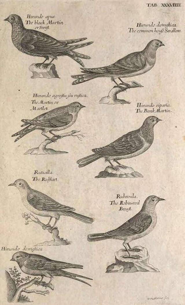 这些是威勒比的《鸟类学》一书中关于燕子、尾鸲和知更鸟的素描。PHOTOGRAPHBYTHEPICTUREARTCOLLECTION,ALAMYS