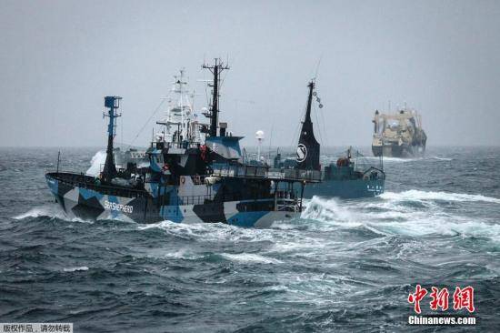资料图：当地时间2014年2月2日，南大洋，日本捕鲸船“第二勇新丸”（Yushin Maru）号企图对反捕鲸船“史蒂夫·欧文”（Steve Irwin）号进行驱离。