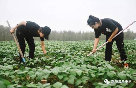 “洮宝”创业团队成员在绿豆种植基地内除草。 新华社记者 许畅摄