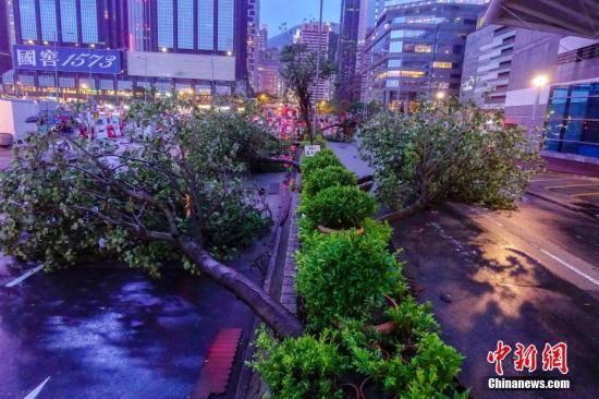 9月16日傍晚，强台风“山竹”袭击下的香港到处是倒塌的树木。通往金紫荆广场的绿化带上多棵大树被连根拔起。 中新社记者 张炜 摄