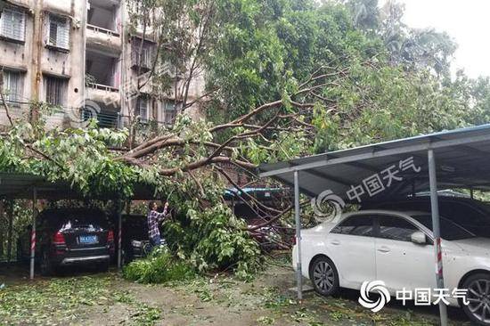 今天，台风“山竹”吹倒大树，压倒停车棚。（陈玥熤 摄）