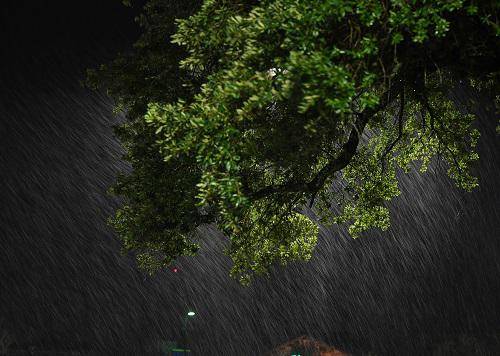资料图片：9月13日，在美国北卡罗来纳州威尔明顿，大树在暴风雨中摇摆。新华社记者 刘杰 摄
