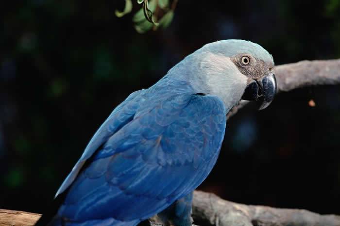 国际鸟盟的最新研究结果显示，巴西亚马逊雨林的原生鸟种斯皮克斯金刚鹦鹉可能已经在野外灭绝。PHOTOGRAPHBYCLAUSMEYER,MINDENP