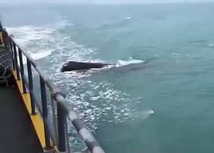 该条疑似抹香鲸出现在行驶中的渡轮旁边。