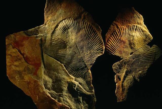 化石分子确认埃迪卡拉纪狄更逊水母是地球上最早期的动物之一