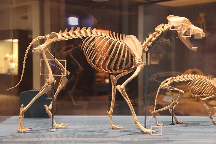 全球性化石分析为哺乳动物脊骨演化提供信息