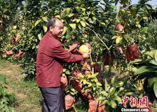 资料图：广西环江毛南族自治县大安乡环界村返乡人员覃亚林的红心香柚基地。杨志雄 摄