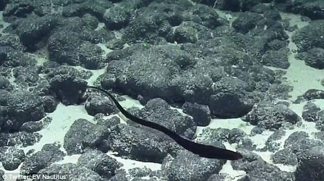 海洋研究团队TheNautilusTeam拍摄到罕见海鳗视频——囊喉鱼（鹈鹕鱼）