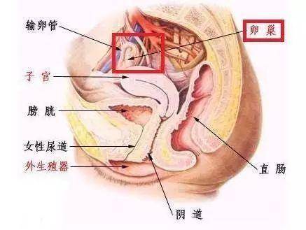 卵巢位置示意图