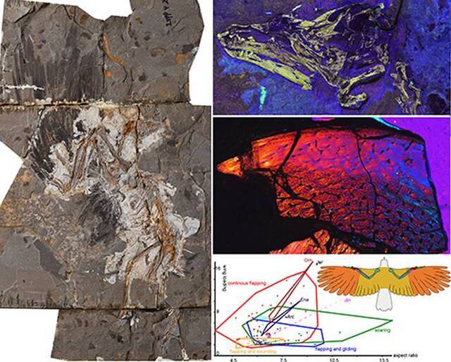 疑惑巾帼鸟正型标本、头骨LSF成像、骨组织结构、原始鸟类的翼载—展弦比分布图（王敏供图）