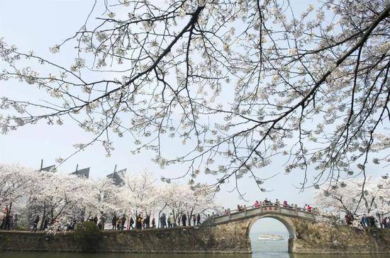 2018年3月26日，游客在江苏无锡太湖鼋头渚景区观赏盛开的樱花。新华社发（潘正光摄）