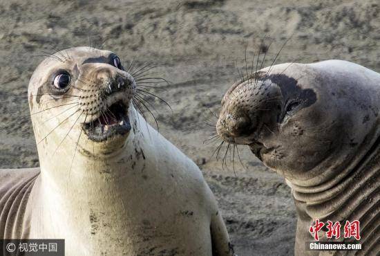 资料图：海豹。图片来源：视觉中国