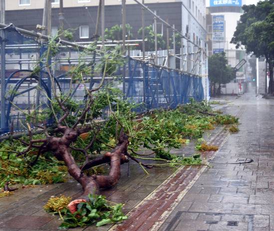 那霸市街边被吹倒的树（图片来源：朝日新闻）