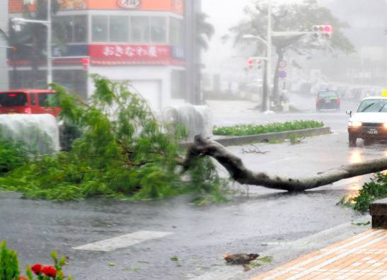 被强风吹倒在那霸市街头的树堵塞了交通（图片来源：朝日新闻）