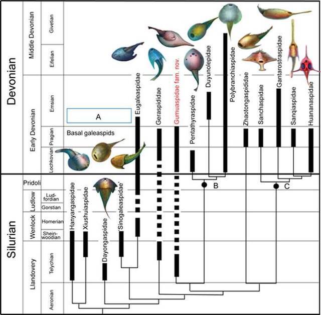 锯齿宽腹鱼的发现将多鳃鱼类的起源由早泥盆世前推至志留纪兰多维列世，向前推进了大约两千万年（盖志琨供图）