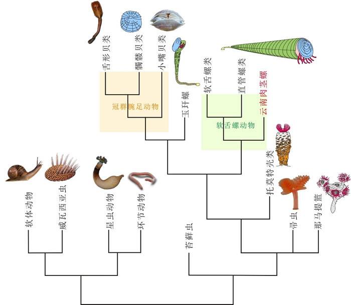 云南肉茎螺的系统发育位置示意图