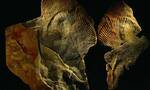 “狄更逊水母”是地球上最古老的动物之一