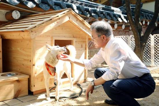 文在寅抚摸朝鲜丰山犬（亚洲经济）