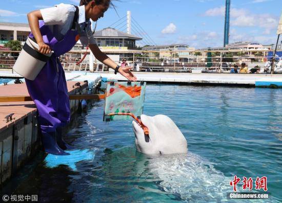 当地时间2018年9月9日，日本横滨，八景岛海洋乐园水族馆举办白鲸艺术活动，一头白鲸叼着画笔作画有模有样。图片来源：视觉中国