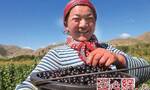 新疆富蕴县2.5万亩黑加仑成“致富树”