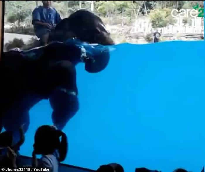 泰国动物园逼大象水中表演保护动物人士斥训练过程残酷