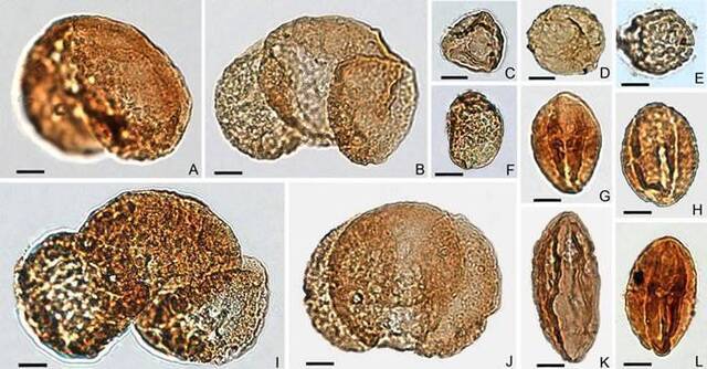 西藏伦坡拉盆地丁青组孢粉化石