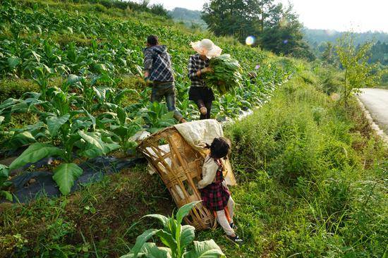 2018年7月24日，石门乡团结村正在收烟叶的村民。摄影