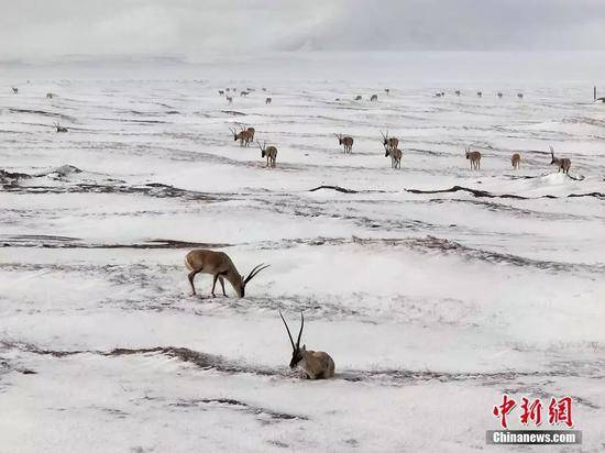 可可西里数千只藏羚羊在雪中觅食。赵新录摄