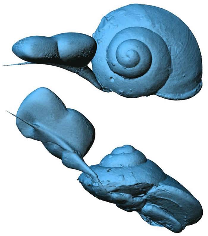 这只蜗牛的3D重建图显示出壳和软组织的更多细节。PHOTOGRAPHBYLIDAXING,CHINAUNIVERSITYOFGEOSCIENCE