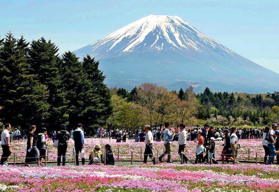 ▲日本山梨县富士山脚下的河口湖畔，游客观赏芝樱马平摄/本刊