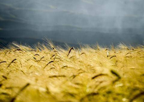 在新疆木垒哈萨克自治县天山木垒中国农业公园里，成熟的小麦在夕阳照射下散发出迷人的金色。这是丰收的味道（8月26日摄）。新华社记者赵戈摄