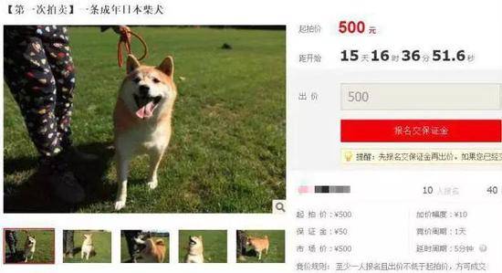 ▲被拍卖的柴犬“登登”，拍卖网站截图。