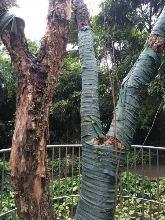 砍伐前的黄花梨树。