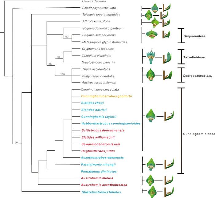 重建的柏科系统发育树（左侧）及柏科苞鳞复合体示意图（右侧）