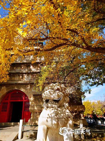 昨天，北京秋阳和煦，五塔寺银杏一片金黄。（摄影：孟晓婷）