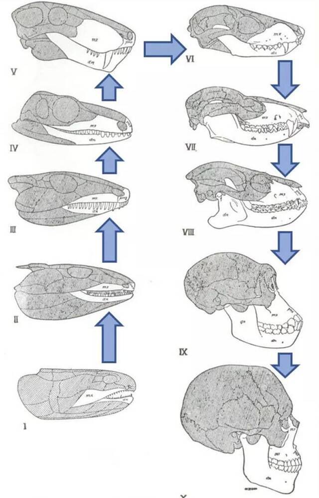 鱼类头骨变化成人头骨示意