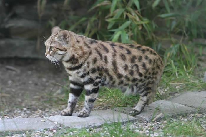 地球上最致命的猫科动物不是狮子而是生活在非洲的黑足猫