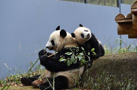 上野动物园2017年出生的熊猫宝宝“香香”与妈妈“真真”在一起（2018年3月16日，东京动物园协会供图）
