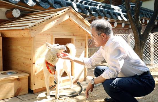 文在寅与丰山犬“小熊”亲密互动（韩国《中央日报》）