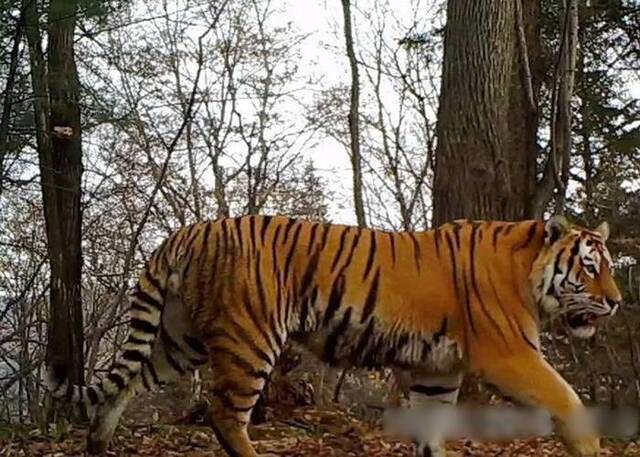 有林区拍摄到清晰的野生东北虎影像。