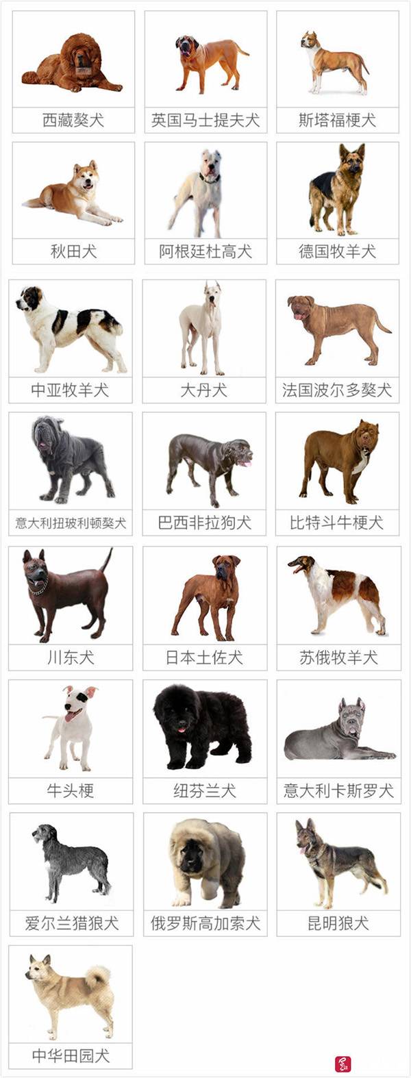 禁养犬本文图均为红星新闻图