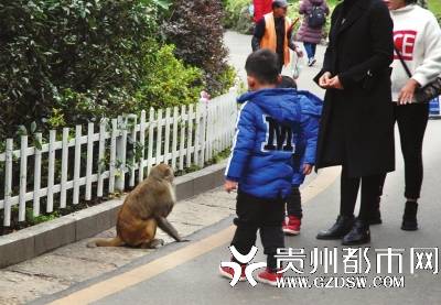 两名小朋友与家人近距离观赏野生猕猴。