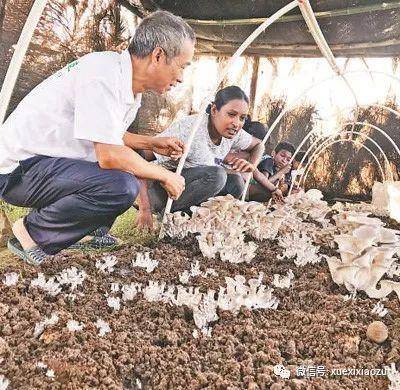 中国专家向斐济农民传授菌菇种植技术人民日报记者曲翔宇摄