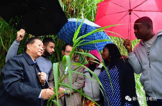 11月2日，林占熺（左一）在向非洲研究生介绍巨菌草的种植技术。记者魏培全摄