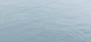 △《时政新闻眼》的同事在船上偶然间拍到了一位神秘“访客”，一条海豚。（央视外籍工程师DaffiAkhtar拍摄）