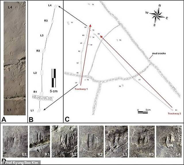 韩国发现世界上最小的恐龙足印化石推测身形仅如麻雀大小