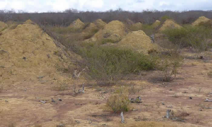 巴西东北部发现3800年历史白蚁窝巨大土丘群面积相当于整个英国大小